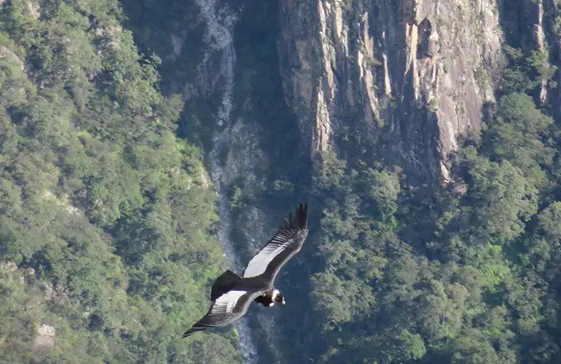 Flight of Condor Cusco Chonta