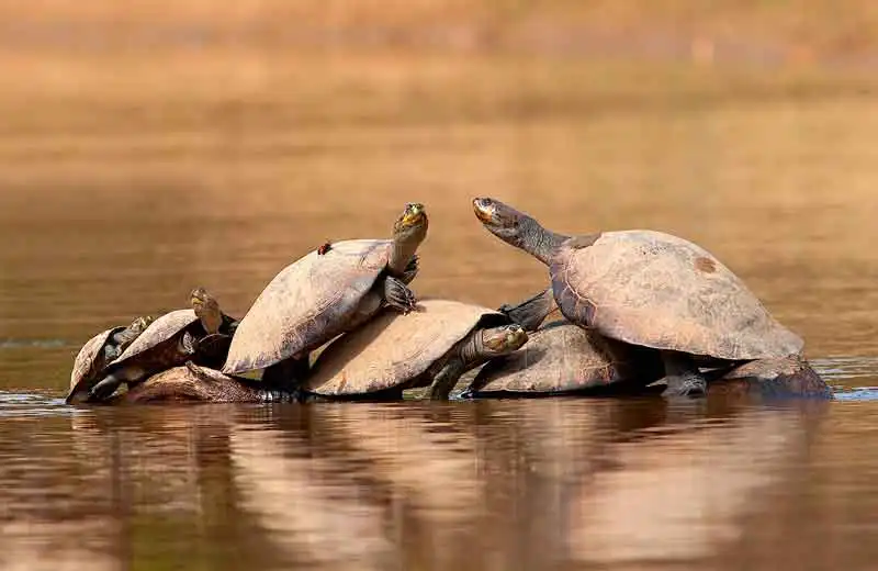 Manu National Park Cusco