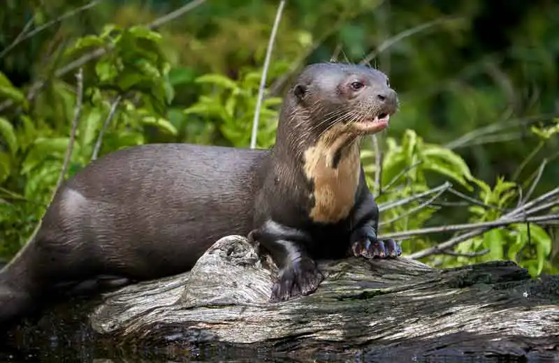 Manu National Park Tour