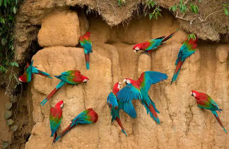 Manu National Park Peru