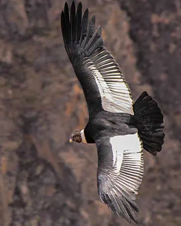 COLCA CANYON