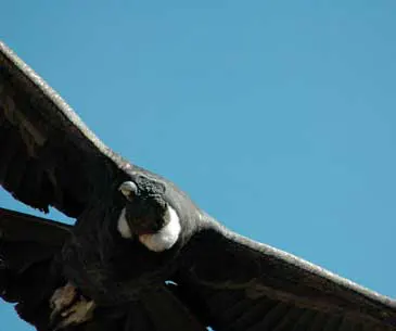 Colca canyon